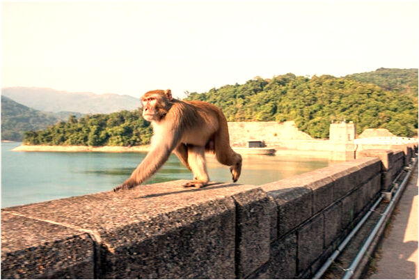 夢到了吻自己暗戀的人會是什麼預兆_周公解夢官網