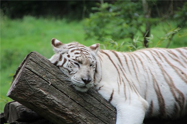 夢到了老虎受傷是不是好的徵兆呢_周公解夢