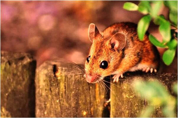 夢見媽媽給自己買了好多衣服是什麼兆頭_周公解夢官網