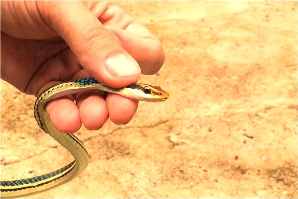 夢見解媽媽被蛇咬有什麼預兆_周公解夢官網