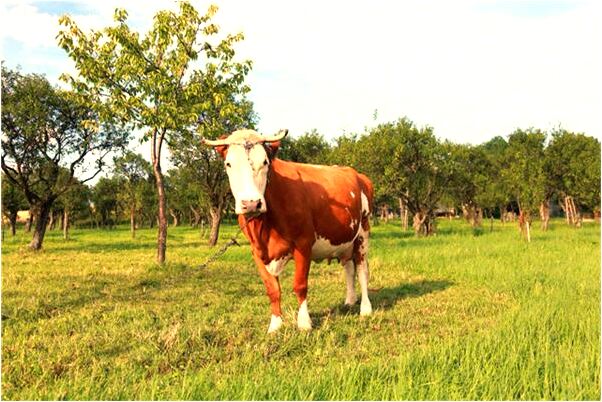 夢見朋友被別人殺死怎么回事_周公解夢官網