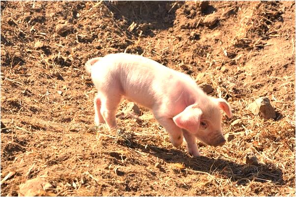 夢見跟著一大群人逃亡的預兆_周公解夢官網