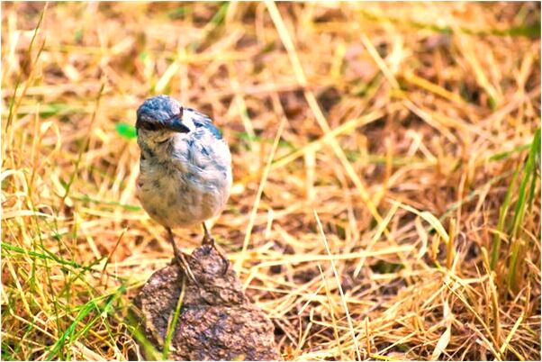 夢到抓住了一隻蟑螂有什麼寓意嗎？_周公解夢官網