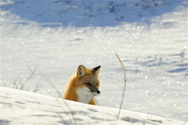 夢見小狐狸_周公解夢