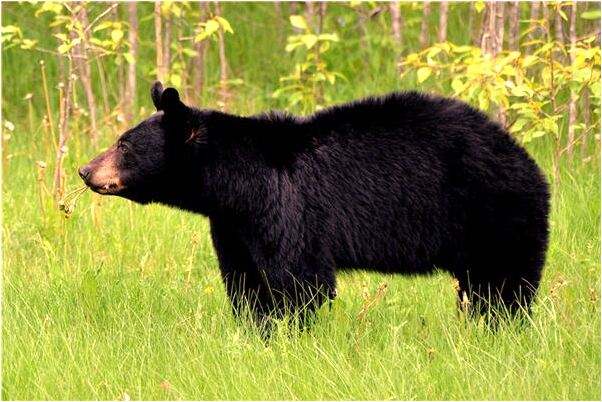夢到了自己的右手中指被親人砍破預示了什麼_周公解夢官網