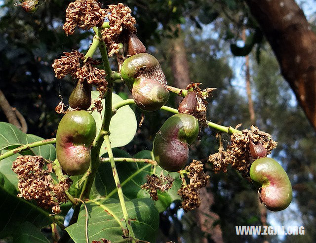 夢見生男孩子_周公解夢夢到生男孩子是什麼意思_做夢夢見生男孩子好不好_周公解夢官網