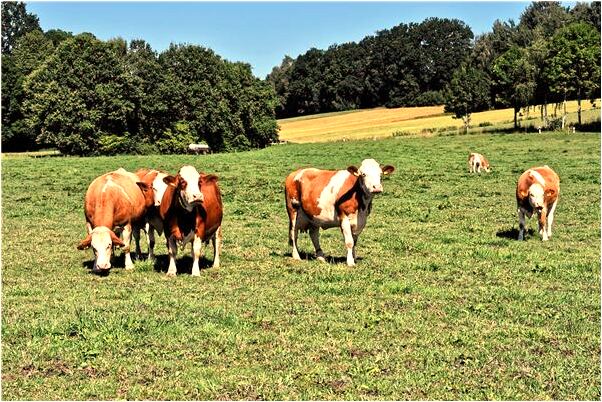 夢見降伏怪獸會怎么樣_周公解夢官網