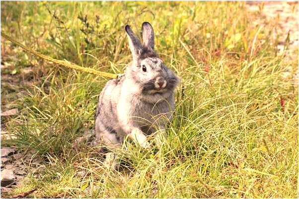 夢見樓頂五條龍是什麼預兆_周公解夢官網