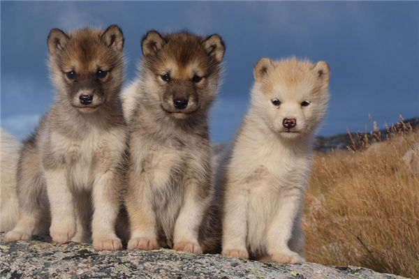 2018年是屬什麼生肖_十二生肖