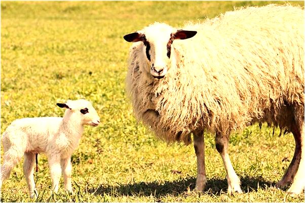 夢到白色小人預兆了什麼嗎_周公解夢官網