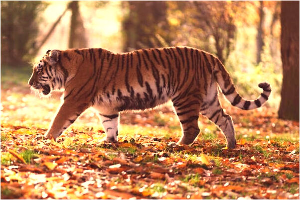 夢到了被坑絆倒掉牙有人幫助怎么回事_周公解夢官網