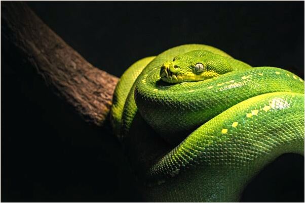 夢見上廁所兩側很擁擠啥意思_周公解夢官網