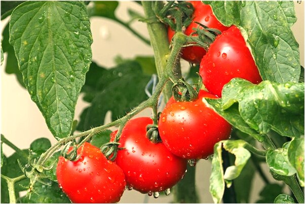 夢到了結滿紅棗的樹是凶兆還是吉兆_周公解夢官網