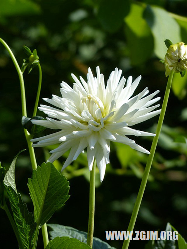 夢見棺材死人_周公解夢夢到棺材死人是什麼意思_做夢夢見棺材死人好不好_周公解夢官網