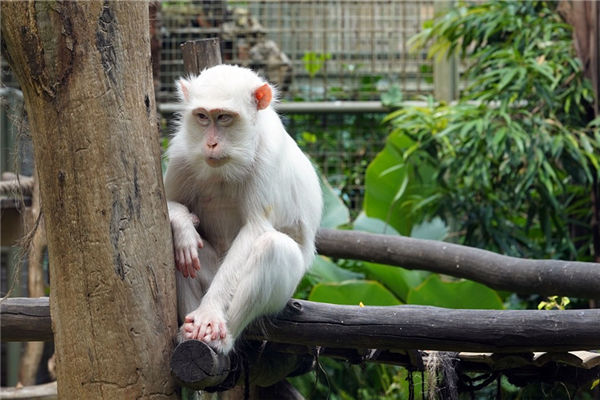 猴屬相的人性格特徵_十二生肖
