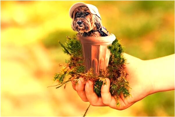 夢到被人入屋偷錢有什麼說法_周公解夢官網