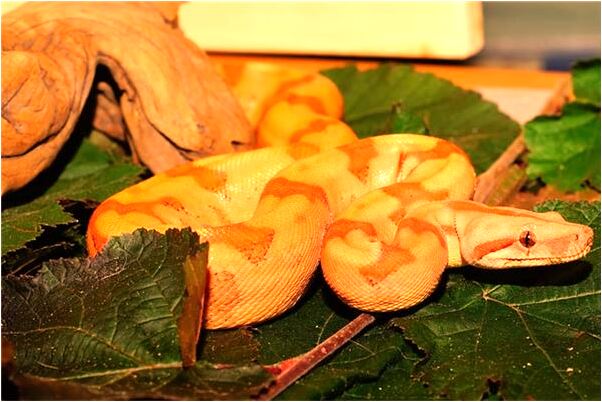 夢到和別人一起抓到一條大魚是什麼啟示_周公解夢官網