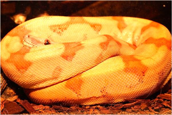 夢見美女自殺怎么樣_周公解夢官網