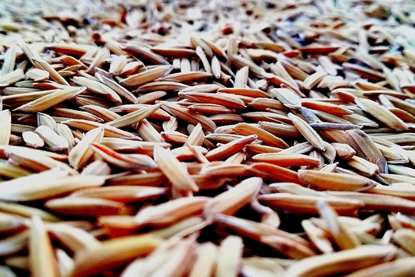 夢到鼻子出穀子意味什麼_周公解夢