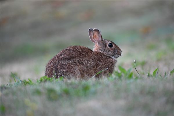 1987年出生屬啥和婚配_十二生肖