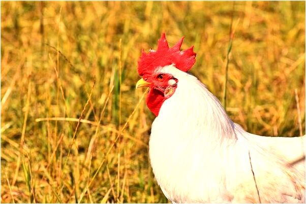 夢到手指被趴蝦咬出血什麼預兆_周公解夢官網
