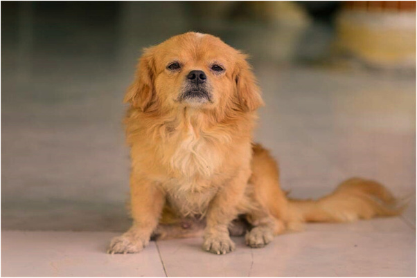 夢見我吃閒趣高鈣餅乾是凶兆還是吉兆_周公解夢官網