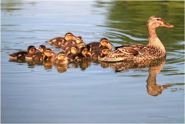 夢到被大蜘蛛咬手中毒有什麼寓意嗎？_周公解夢官網