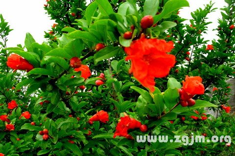 Dream of the pomegranate flower