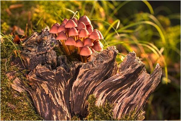 夢見駱駝在性交男友騎在上面是好事還是壞事_周公解夢官網