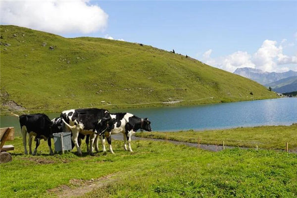 屬蛇的男性動情的表現_十二生肖