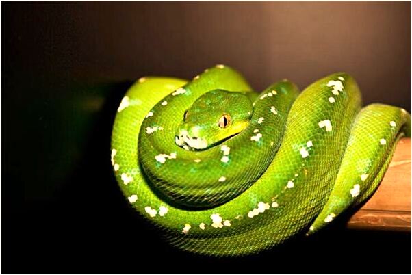 夢到了參與搶劫得很多錢預示了什麼_周公解夢官網