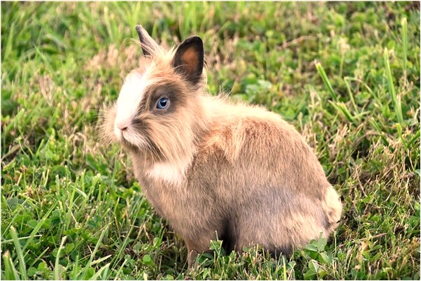 夢到拿著半條蛇的預兆_周公解夢官網