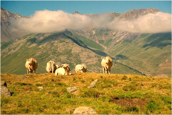 夢見大片棗樹林有什麼含義_周公解夢官網