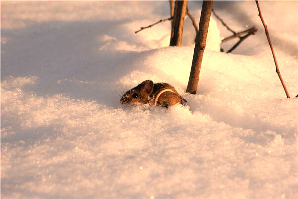 夢到了狗會說話是什麼預兆_周公解夢官網
