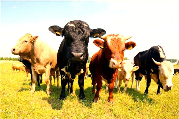 夢到別人騎馬在水裡跑有什麼徵兆_周公解夢官網