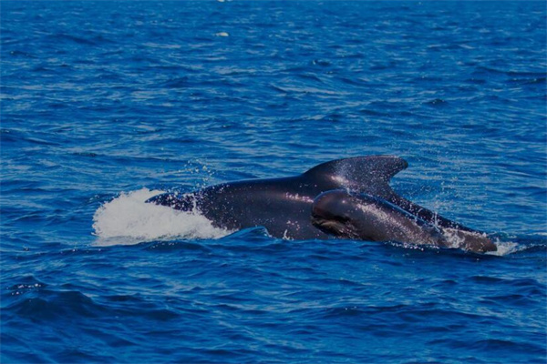夢見虎鯨意味什麼_周公解夢