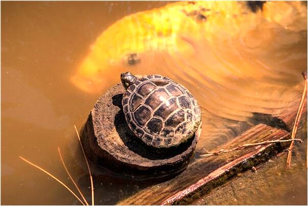 夢見山上好多積雪是什麼預兆？_周公解夢官網