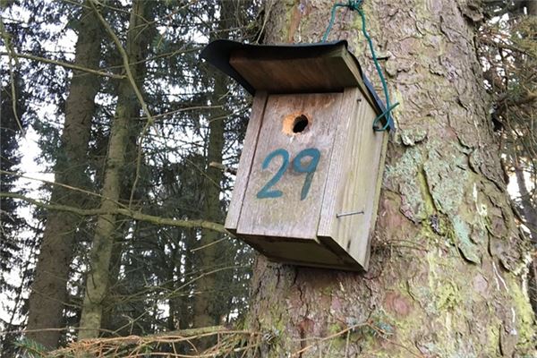 夢到29是好事還是壞事_周公解夢