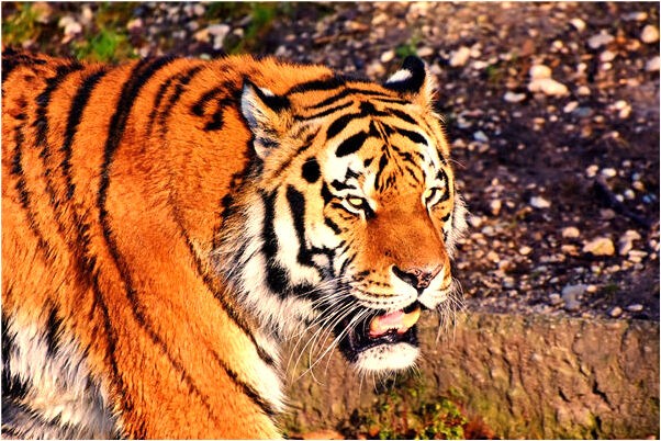 夢見男朋友的手受傷出血是什麼預兆？_周公解夢官網