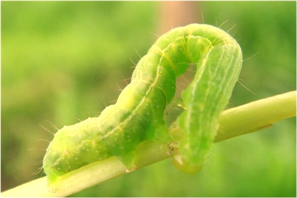 夢見自己變成孫悟空了預示了什麼_周公解夢官網