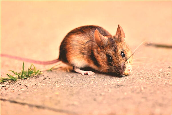 夢見同事意外死亡會怎么樣_周公解夢官網