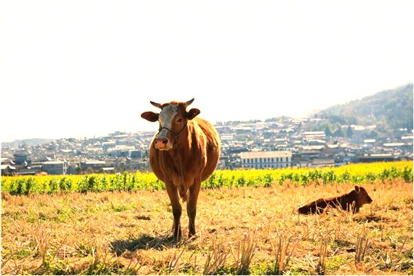 夢到朋友來家裡煮肉吃代表著什麼_周公解夢官網