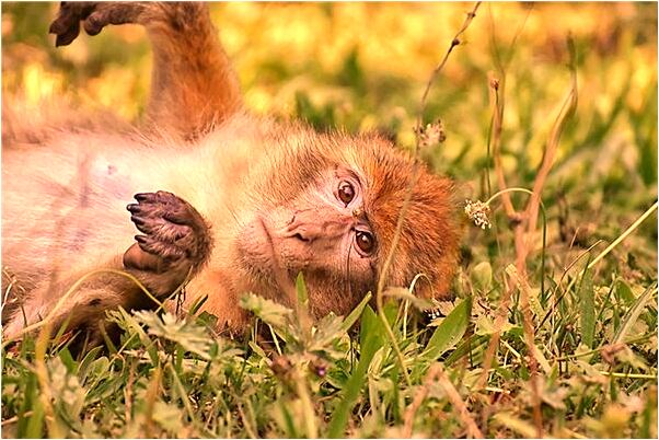 夢見自己的車爆三個輪胎意味著什麼_周公解夢官網