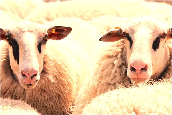 夢見前男友和別人約會代表什麼_周公解夢官網