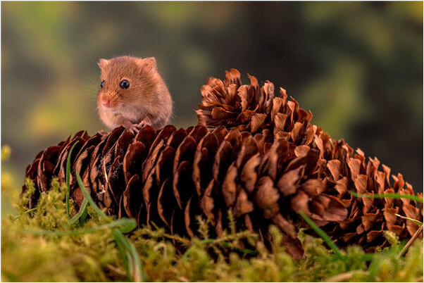 夢到了吃韭菜塞牙是凶兆還是吉兆_周公解夢官網