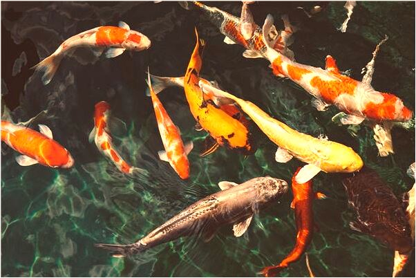 夢到了別人在院裡拉屎預兆了什麼嗎_周公解夢官網