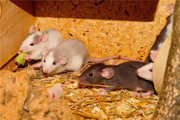 鼠年生人是天貴星嗎_十二生肖