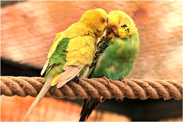 夢見檢到黃金代表著什麼_周公解夢官網