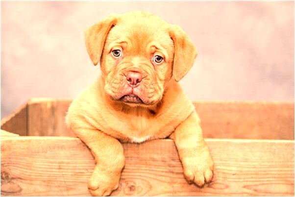 夢到了男孩的尿片有什麼徵兆_周公解夢官網