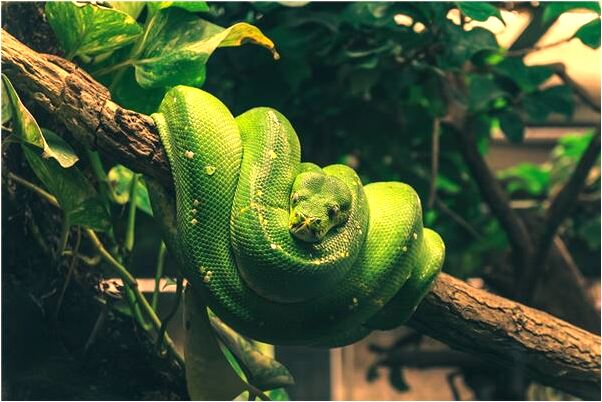 夢到男人為我要死要活有什麼意思嗎_周公解夢官網